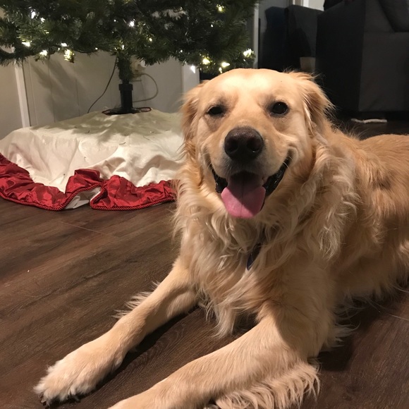 Meet your Posher, Bailey - Picture 1 of 1